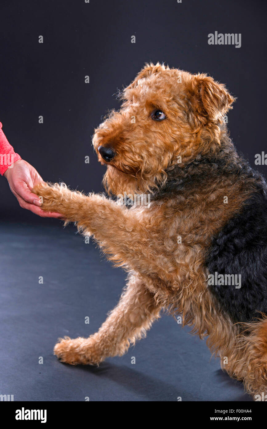 Airedale Terrier (Canis lupus f. familiaris), sits, gives paw Stock Photo