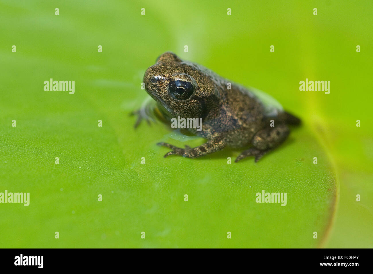 Jungfrosch, Junge, Kroete, Bufo, bufo, Erdkroete, Stock Photo