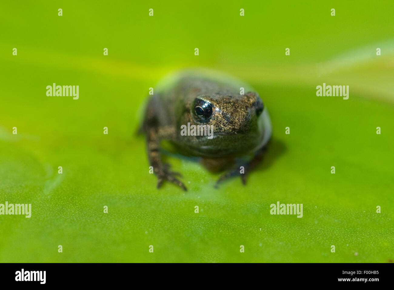 Jungfrosch, Junge, Kroete, Bufo, bufo, Erdkroete, Stock Photo