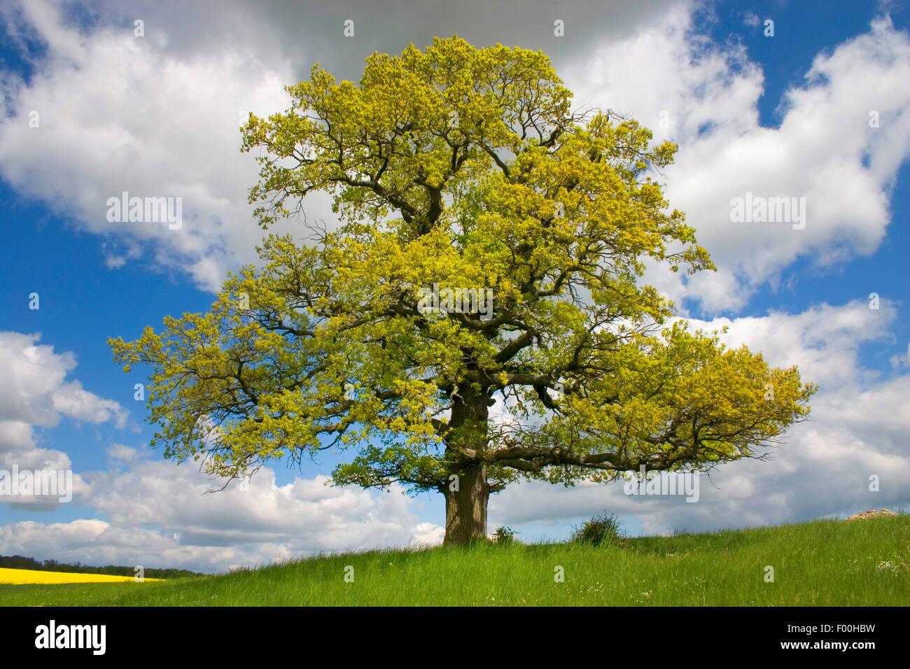 common oak, pedunculate oak, English oak (Quercus robur), with fresh leaves, Germany Stock Photo