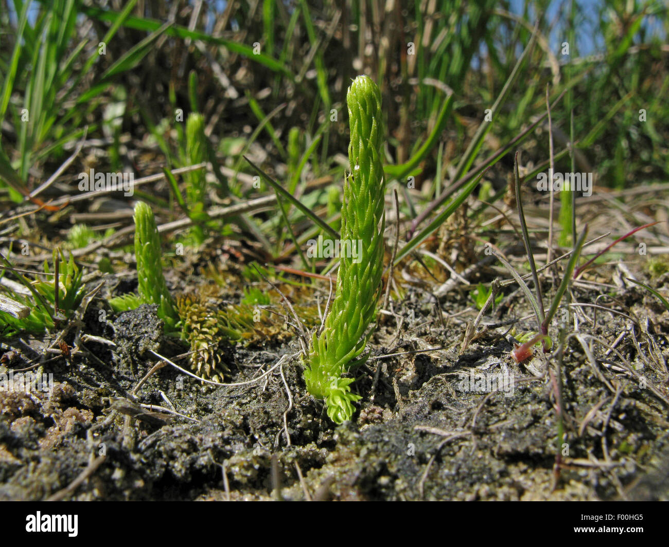 Bog clubmoss, Marsh clubmoss (Lycopodiella inundata), Germany, North Rhine-Westphalia Stock Photo
