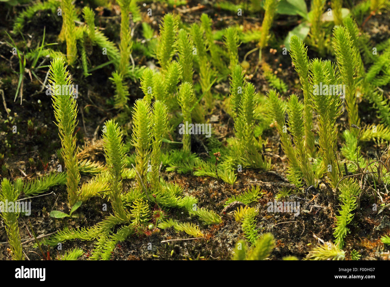 Bog clubmoss, Marsh clubmoss (Lycopodiella inundata), Germany Stock Photo