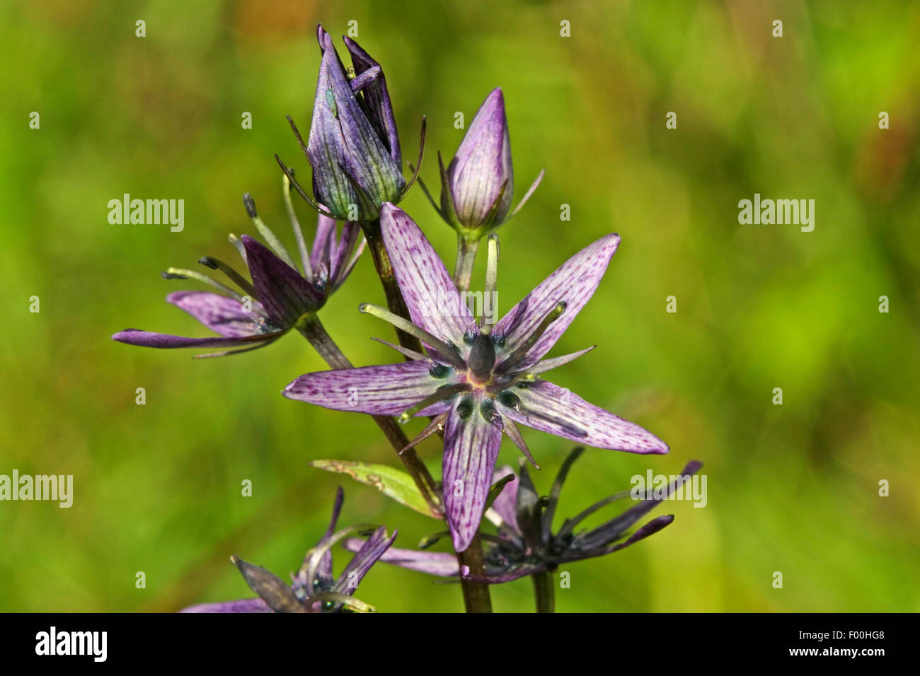 Felwort (Swertia perennis), flowers, Austria Stock Photo