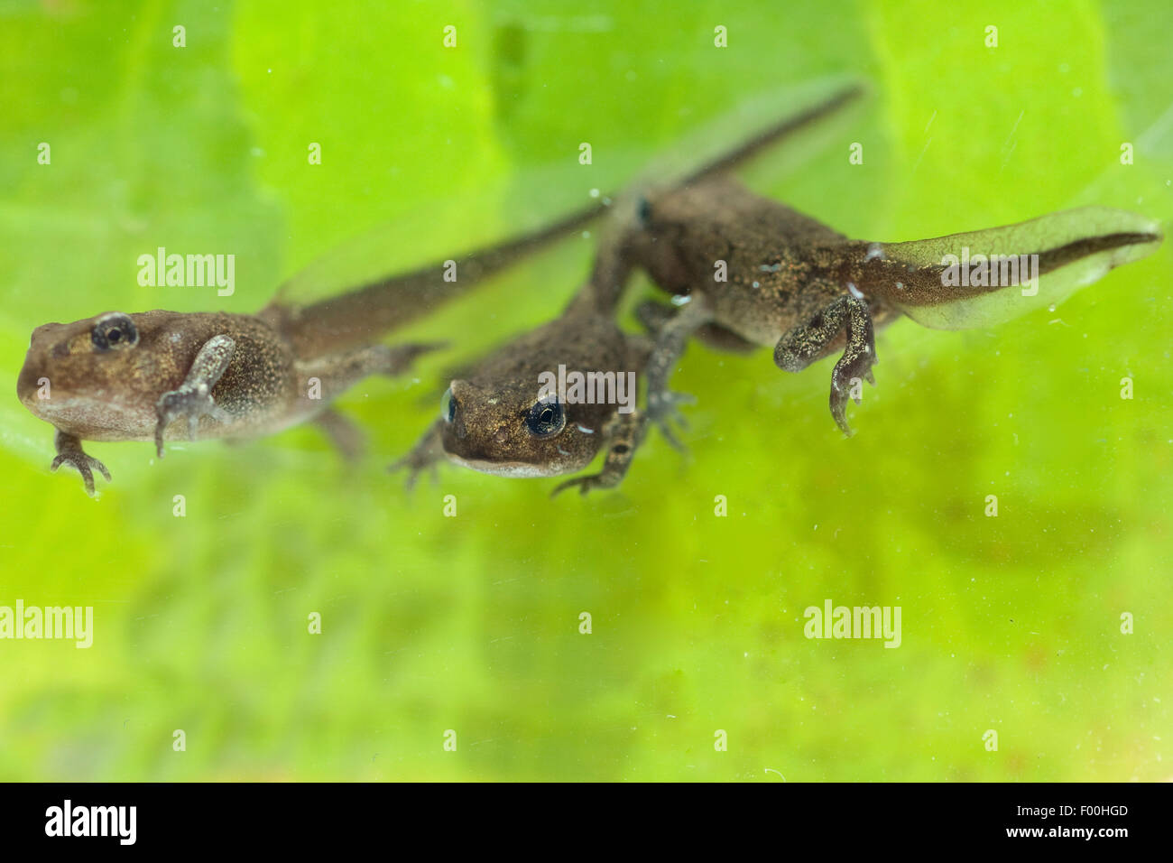 Jungfrosch, Junge, Kroete, Bufo, bufo, Erdkroete, Stock Photo