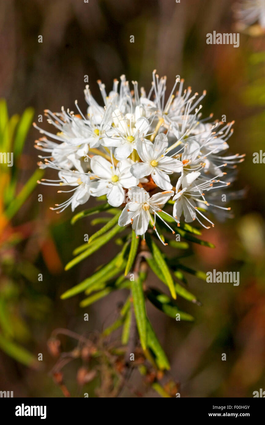 Wild Rosemary, Marsh Labrador tea, northern Labrador tea (Ledum palustre, Rhododendron tomentosum, Rhododendron palustre), blooming, Germany Stock Photo