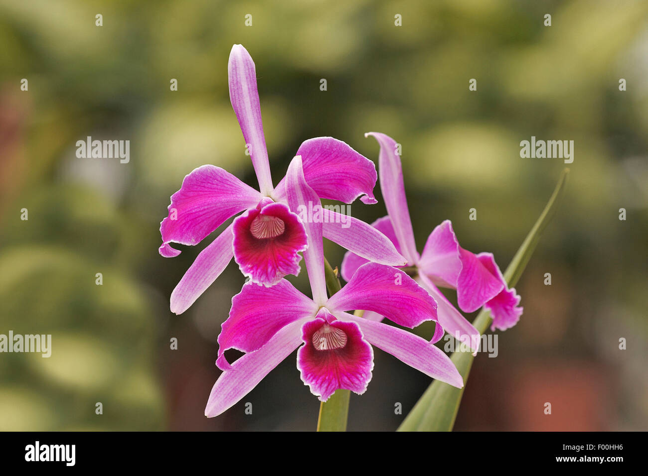 Cattleya orchid (Cattleya purpurata pseudotipo 'Millionaire', Cattleya purpurata pseudotipo Millionaire), flowers Stock Photo