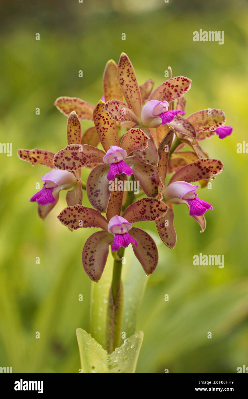Cattleya orchid (Cattleya guttata var. leopoldii, Cattleya guttata Leopoldii, Cattleya guttata 'Leopoldii'), inflorescences Stock Photo