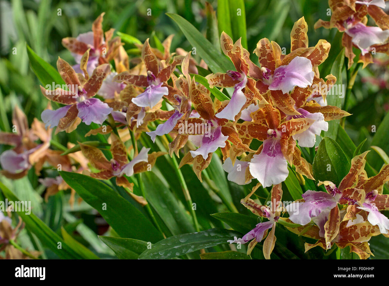 Miltonia orchid (Miltonia spec.), blooming Stock Photo Alamy