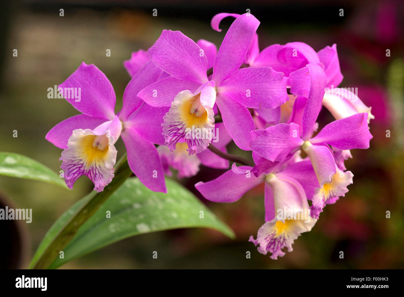 Cattleya (Cattleya harrisoniae), flowers Stock Photo