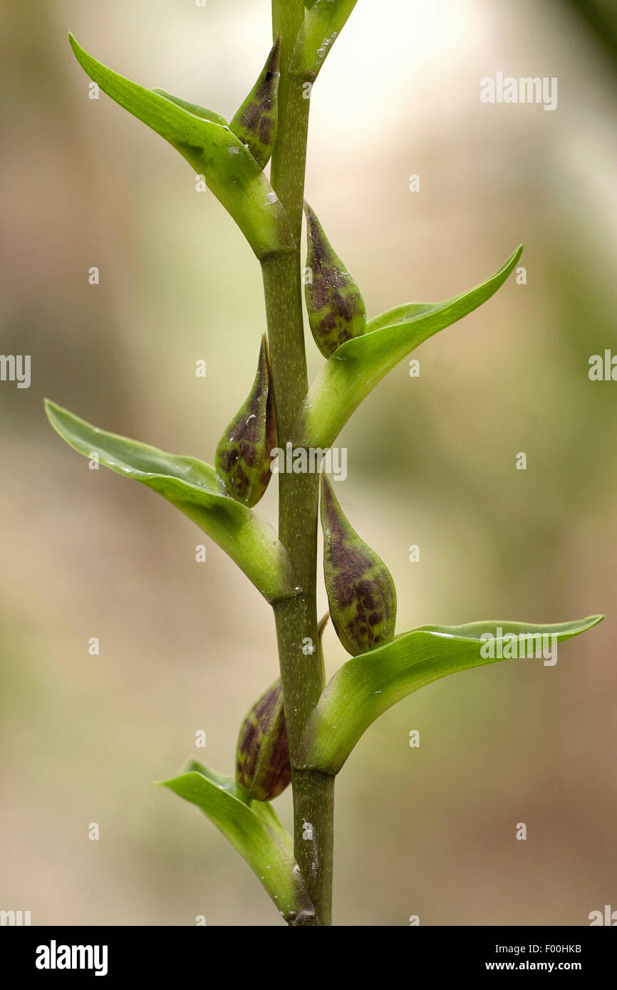Cattleya (Rhynchostele bictoniensis, Odontoglossum bictoniense), inflorescences Stock Photo
