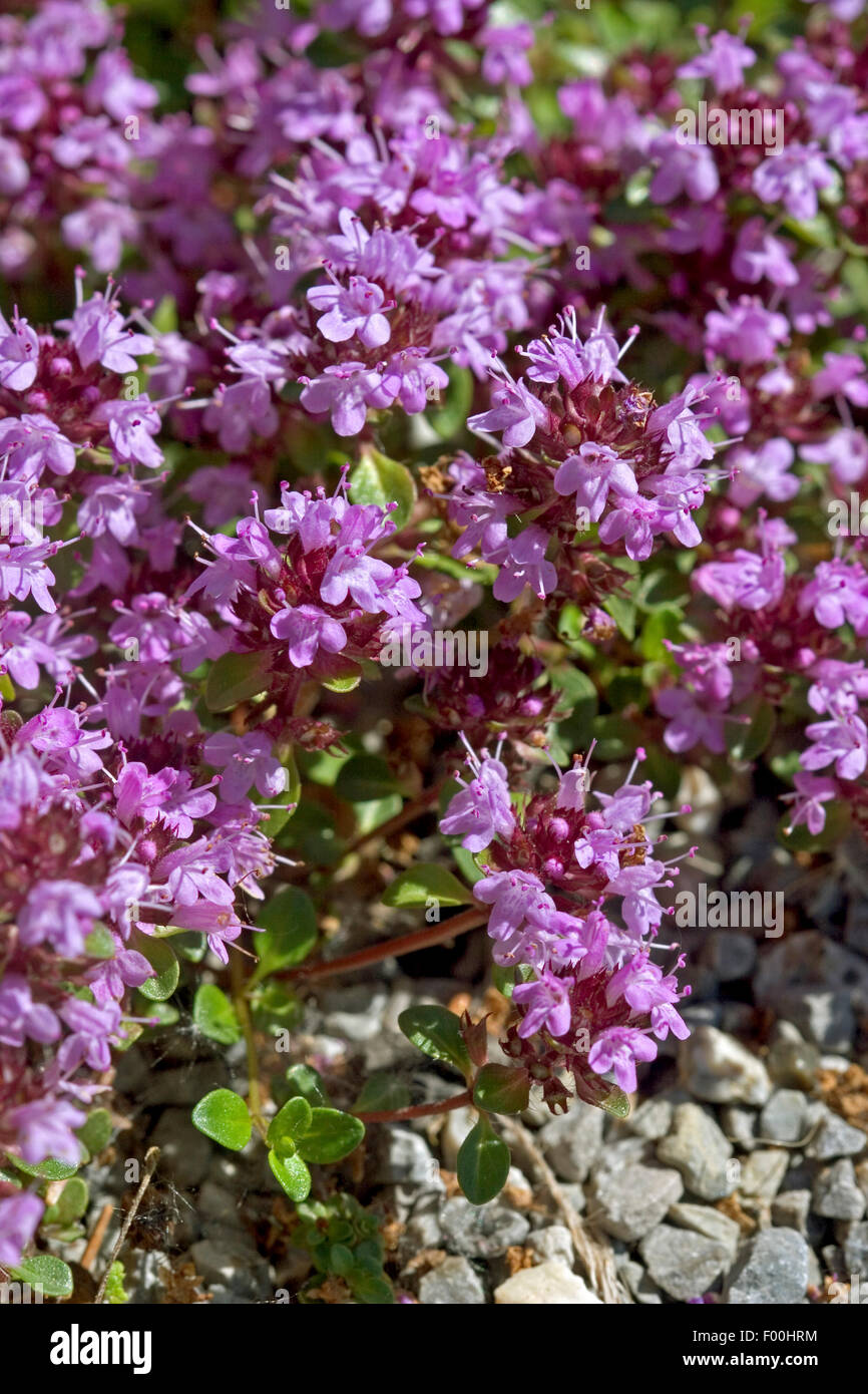 BroadLeaved Thyme, Dot Wells Creeping Thyme, Large Thyme, Lemon Thyme