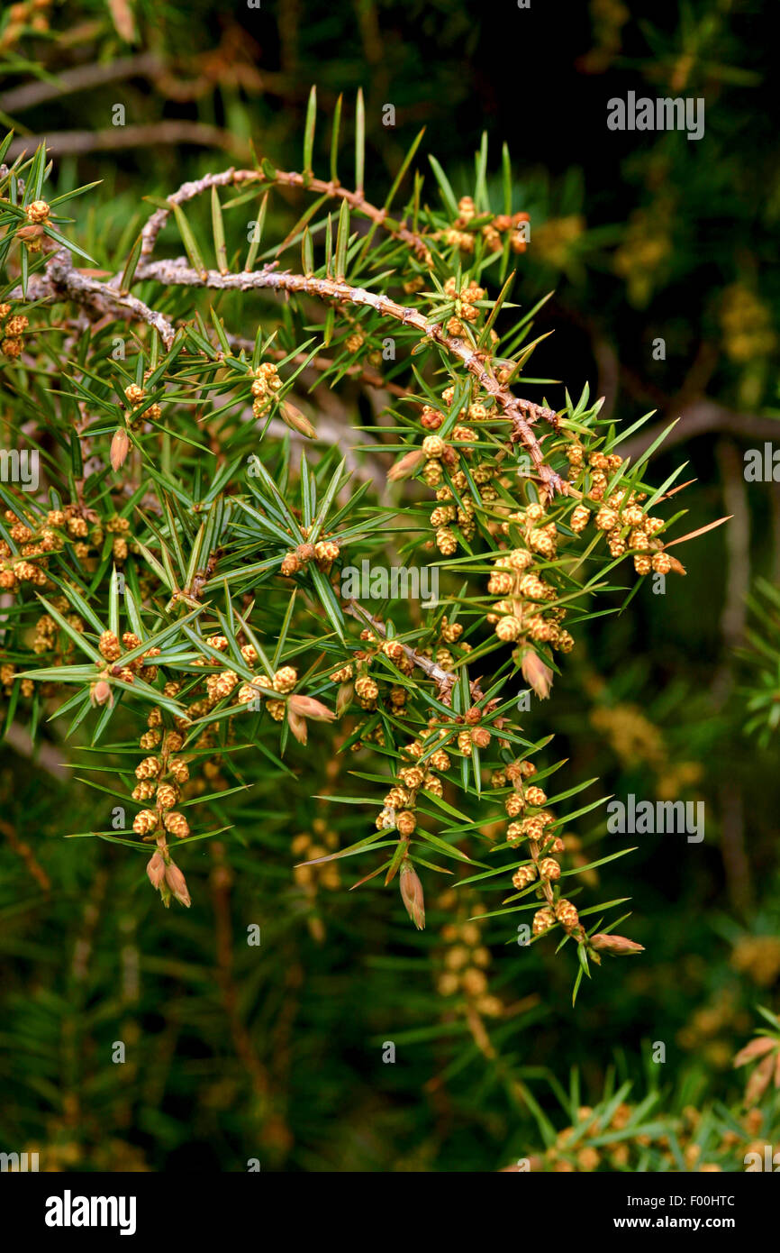 Common juniper, Ground juniper (Juniperus communis), branch with male flowers, Germany Stock Photo