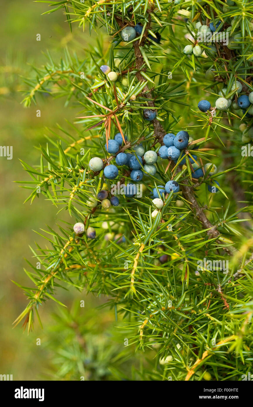 Common juniper, Ground juniper (Juniperus communis), branch with berries, Germany Stock Photo