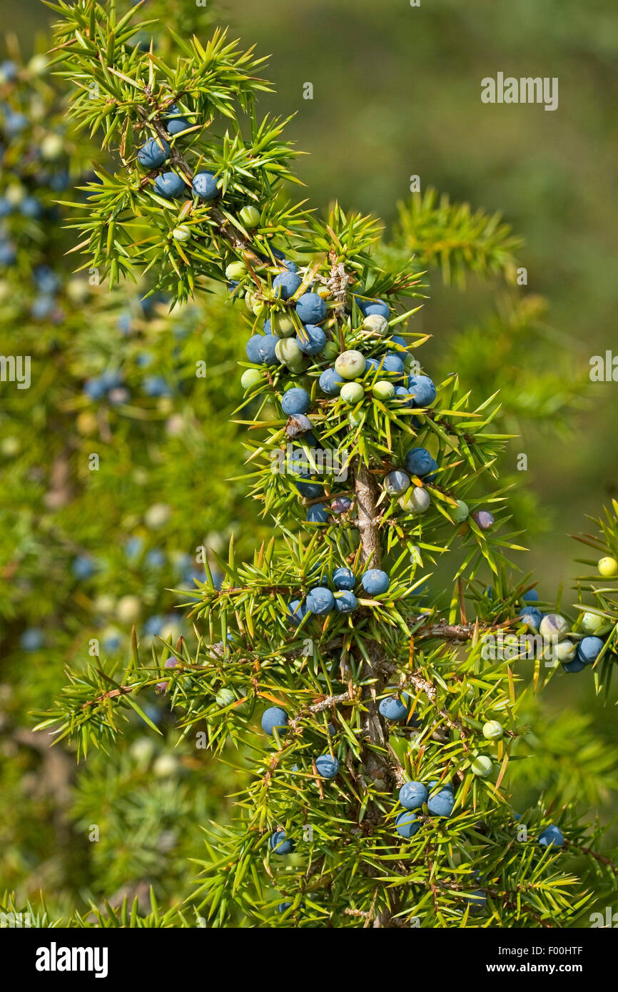 Common juniper, Ground juniper (Juniperus communis), branch with berries, Germany Stock Photo