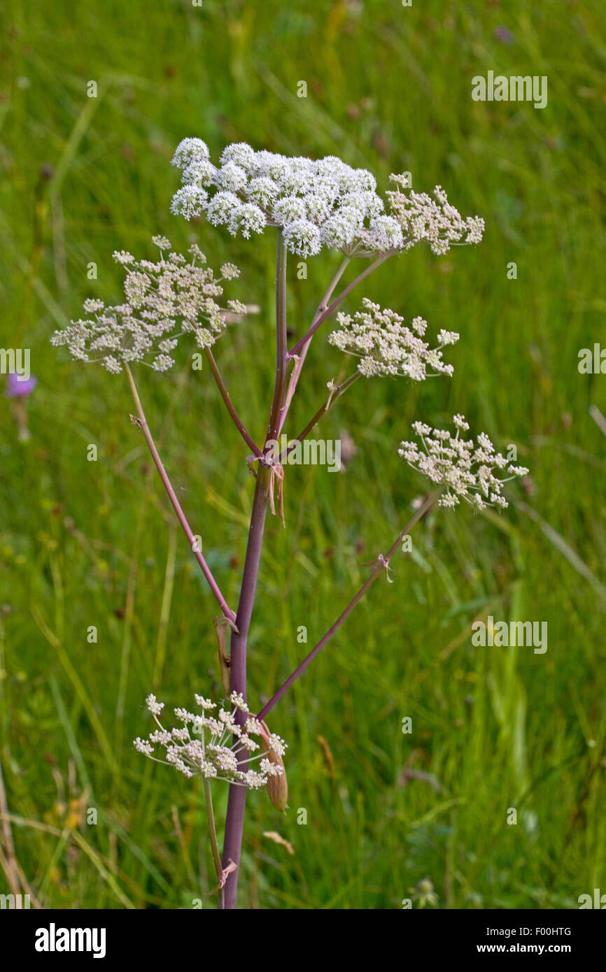 Wild angelica (Angelica sylvestris), blooming, Germany Stock Photo - Alamy