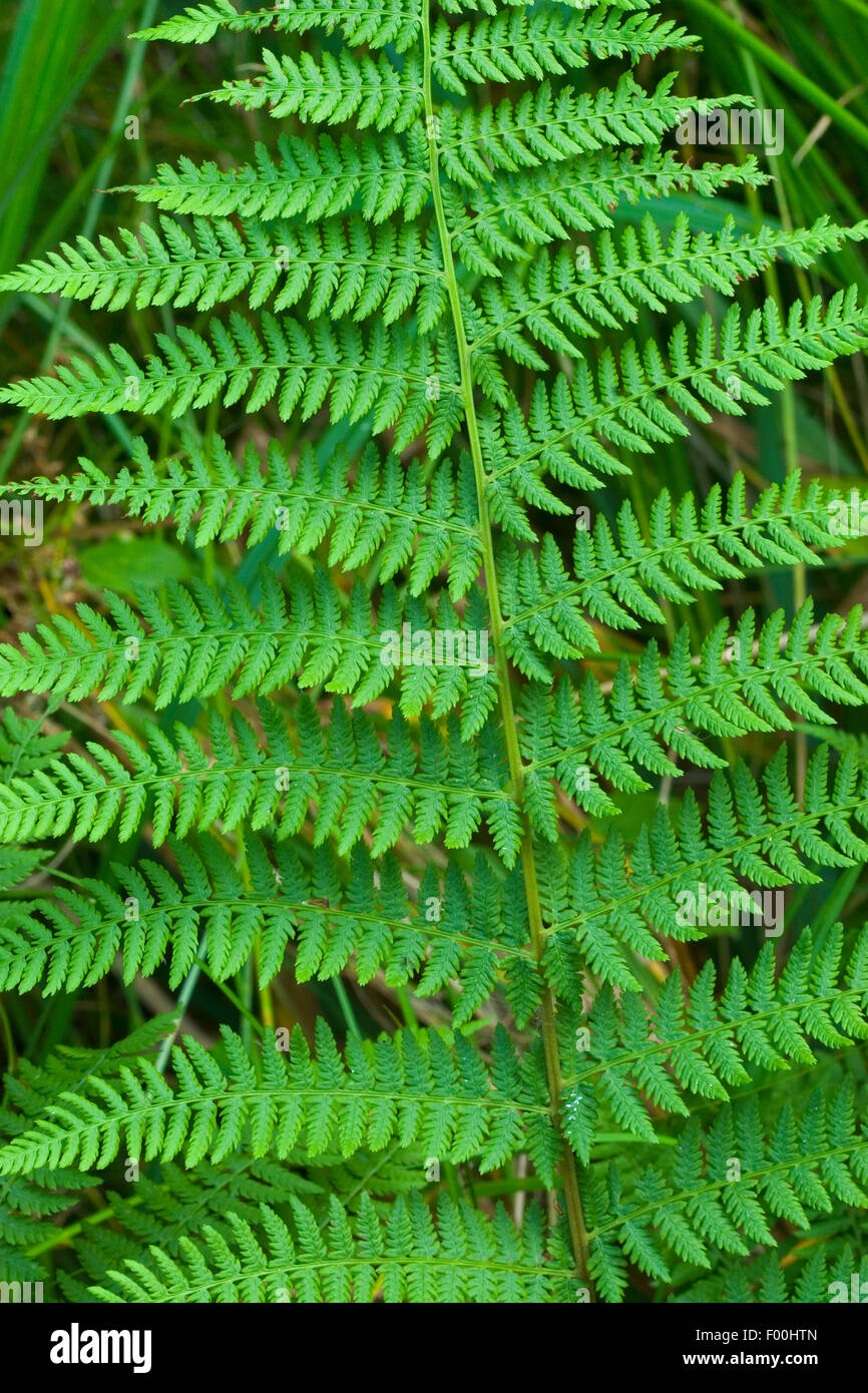 Lady fern, Common lady-fern (Athyrium filix-femina), frond, Germany Stock Photo
