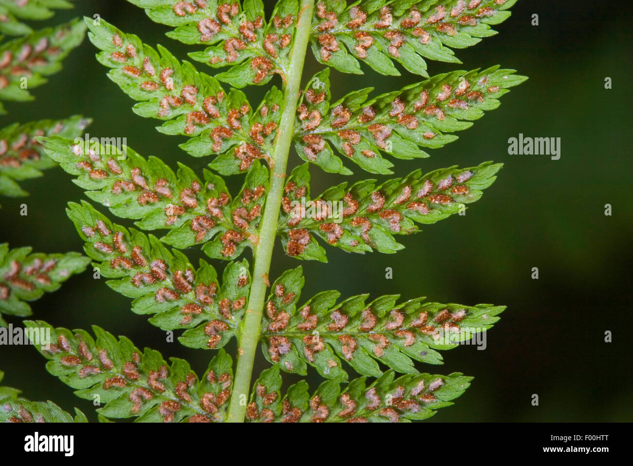 Lady fern, Common lady-fern (Athyrium filix-femina), frond with sporangia, Germany Stock Photo