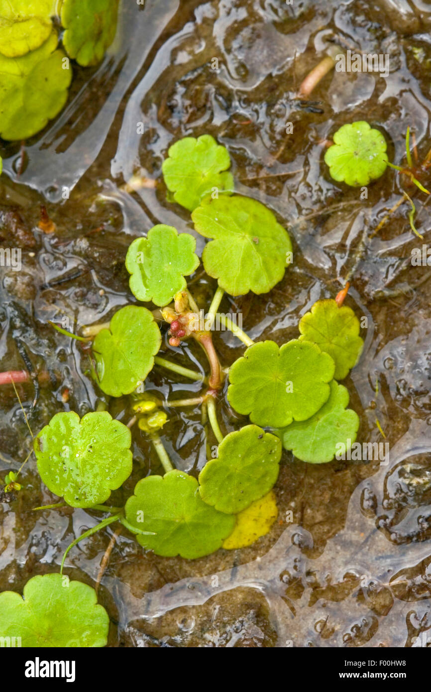 marsh pennywort, common pennywort (Hydrocotyle vulgaris), blooming, Germany Stock Photo