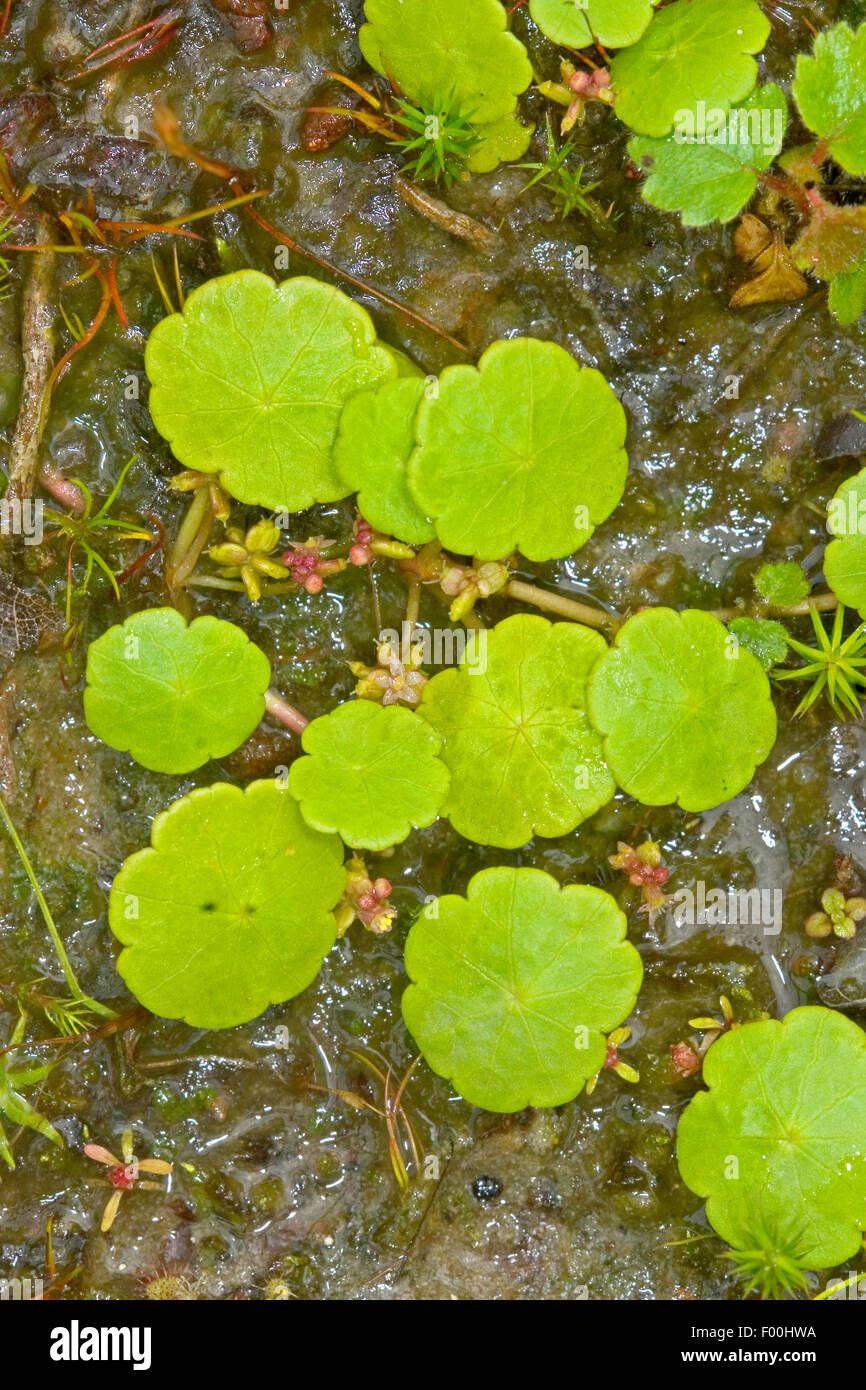 marsh pennywort, common pennywort (Hydrocotyle vulgaris), blooming, Germany Stock Photo