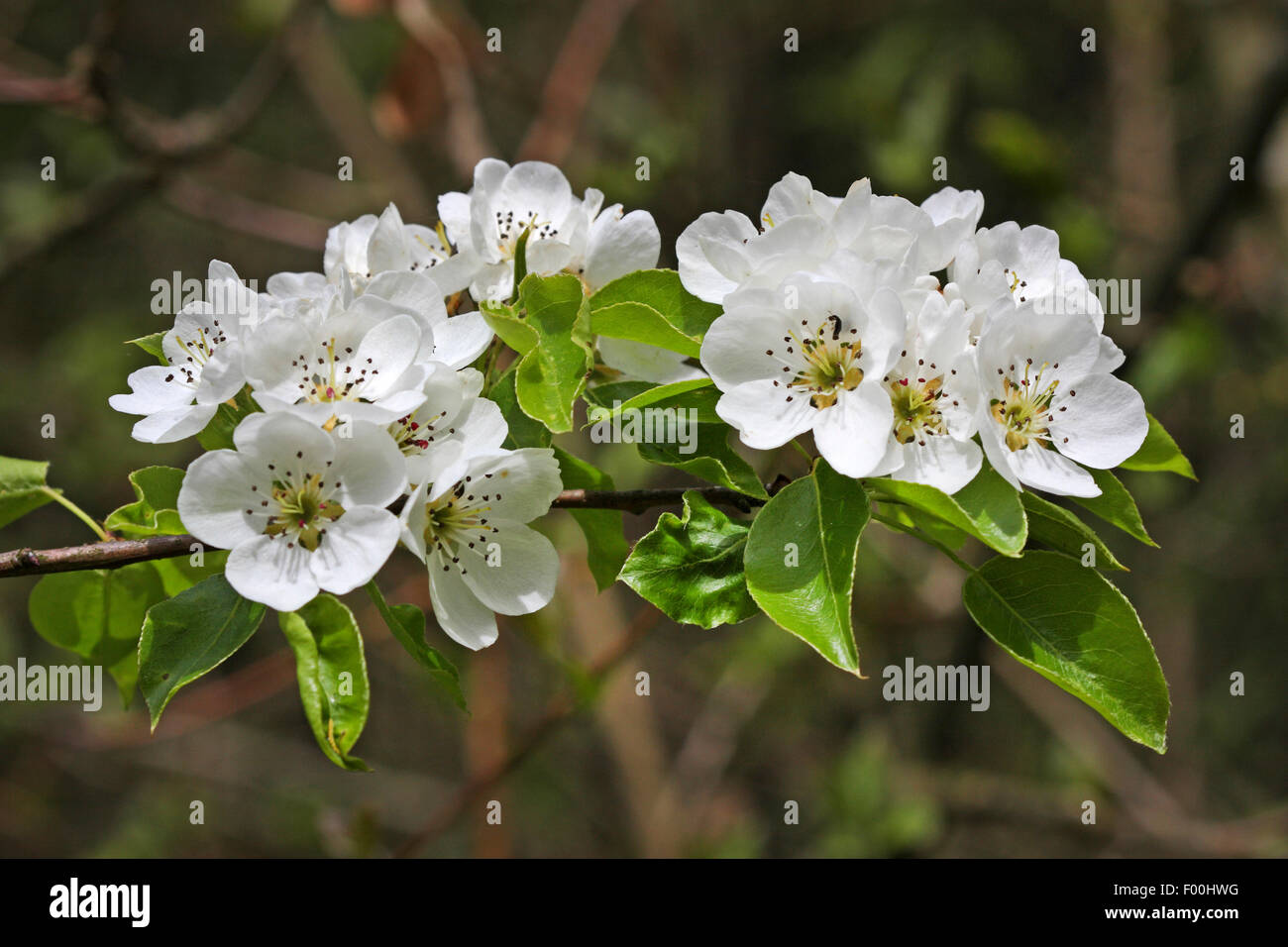 European Wild Pear, Wild Pear (Pyrus pyraster), blooming branch, Germany Stock Photo