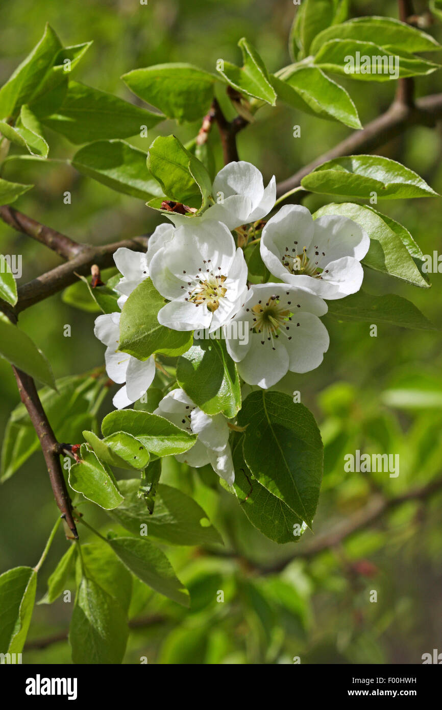 European Wild Pear, Wild Pear (Pyrus pyraster), blooming branch, Germany Stock Photo