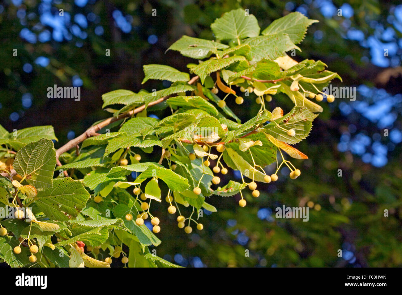 small-leaved lime, littleleaf linden, little-leaf linden (Tilia cordata), branch with fruits, Germany Stock Photo