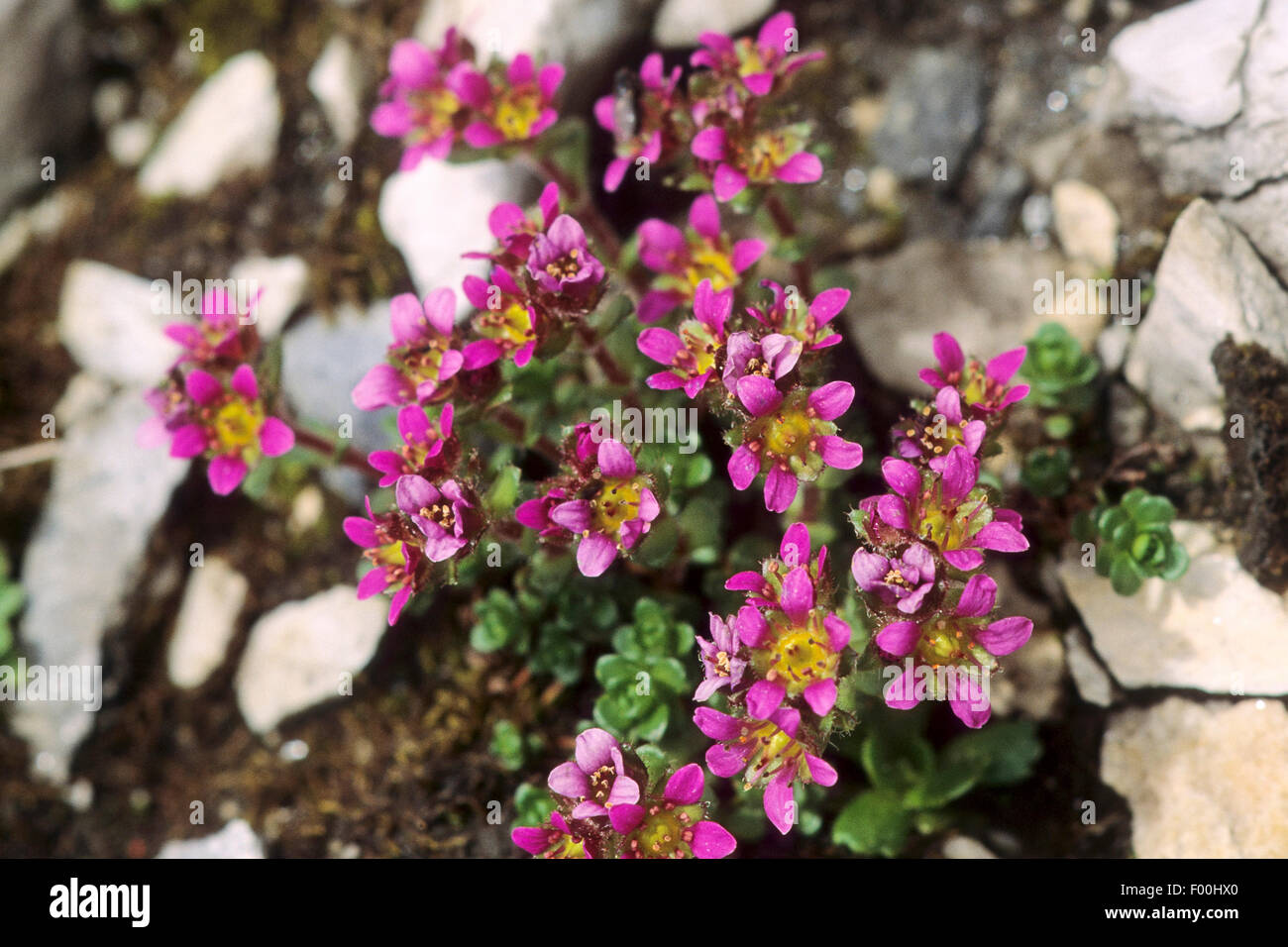 Two flowered saxifrage, Two-flowered saxifrage (Saxifraga biflora), blooming, Austria Stock Photo