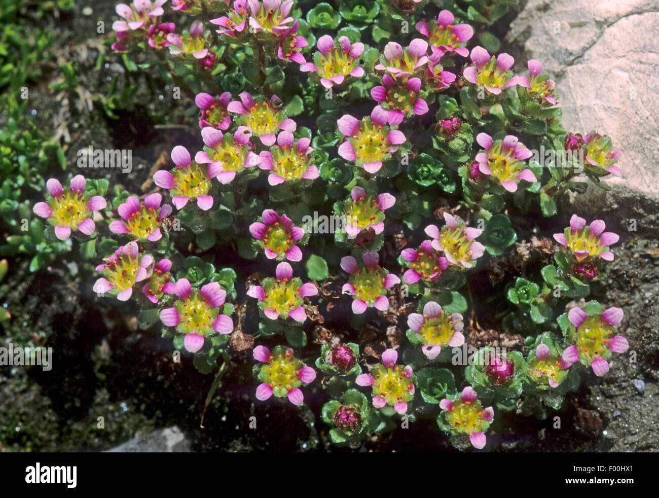 Two flowered saxifrage, Two-flowered saxifrage (Saxifraga biflora), blooming, Austria Stock Photo