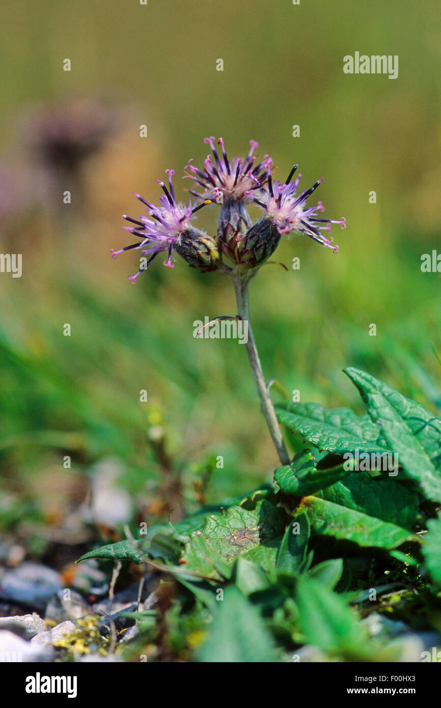 Heart-leaved Saussurea, Alpine Saussurea, Alpine Saw Wort (Saussurea discolor), blooming, Austria Stock Photo