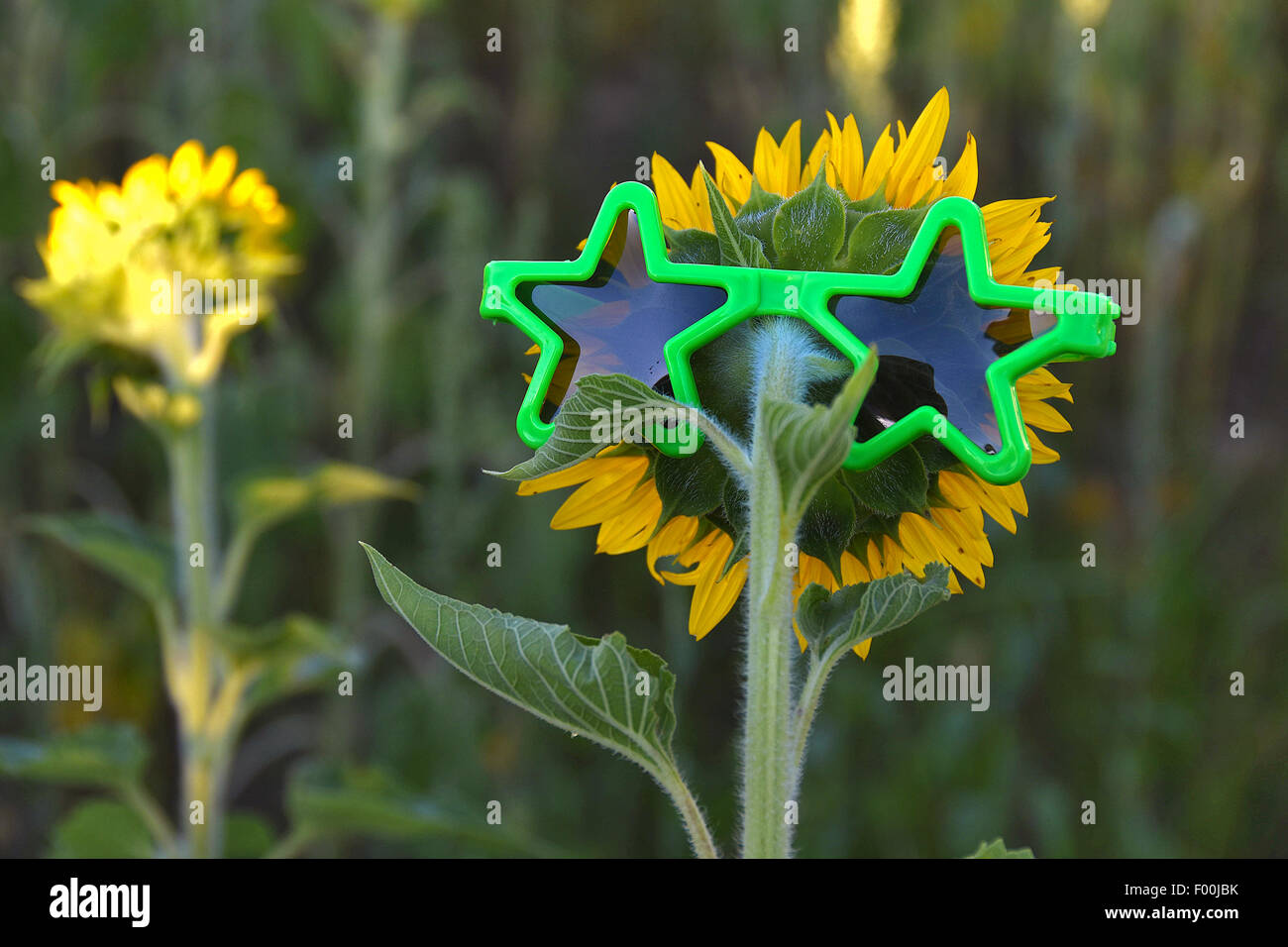 Green star sunglasses on back side of a sunflower in a field of sunflowers. Stock Photo
