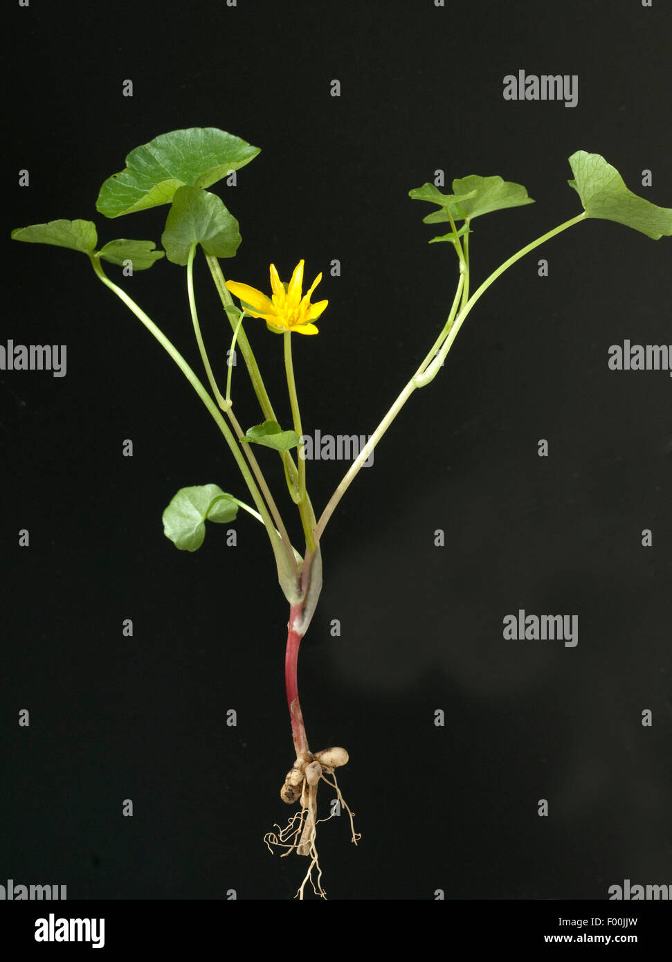 Scharbockskraut, Ranunculus, ficaria, heilpflanze Stock Photo