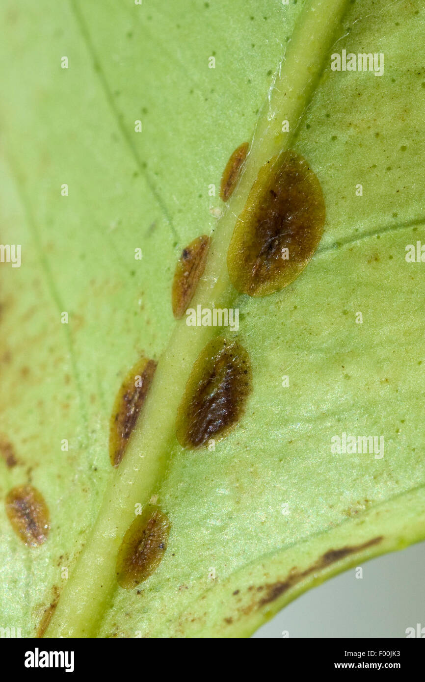 Schildlaeuse; Coccoidea; Blattlaeuse; Insekt; Stock Photo
