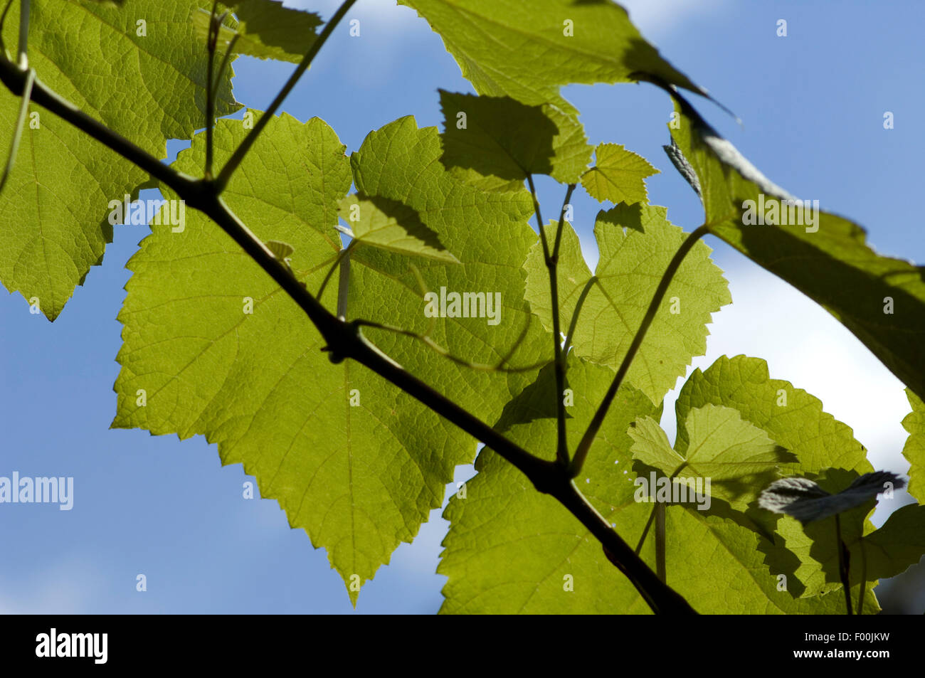 Weinblatt; Weisser Wein; Heilpflanze; Nutzpflanze; Kulturpflanze; Vitis vinifera; Stock Photo