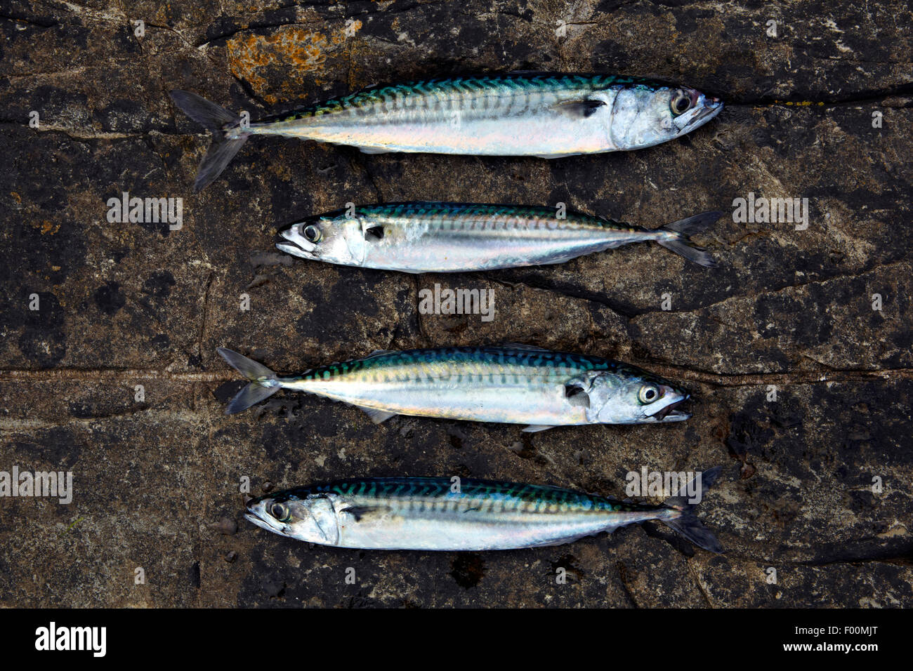 Four Atlantic mackerel (Scomber scombrus) lying on the rocks of a Welsh headland. Stock Photo
