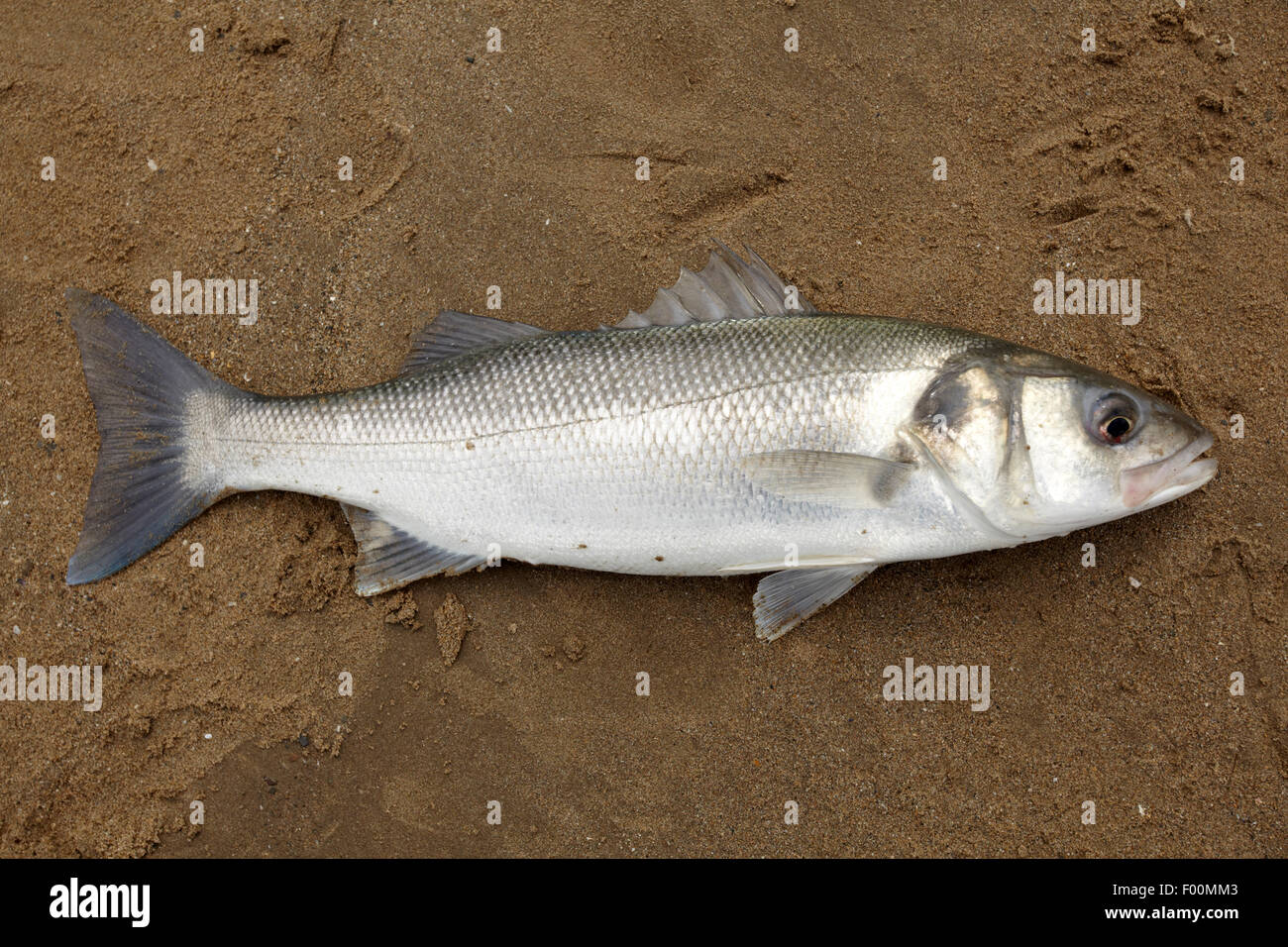 A european sea bass (Dicentrarchus labrax) caught on a West Wales surf beach, summer Stock Photo