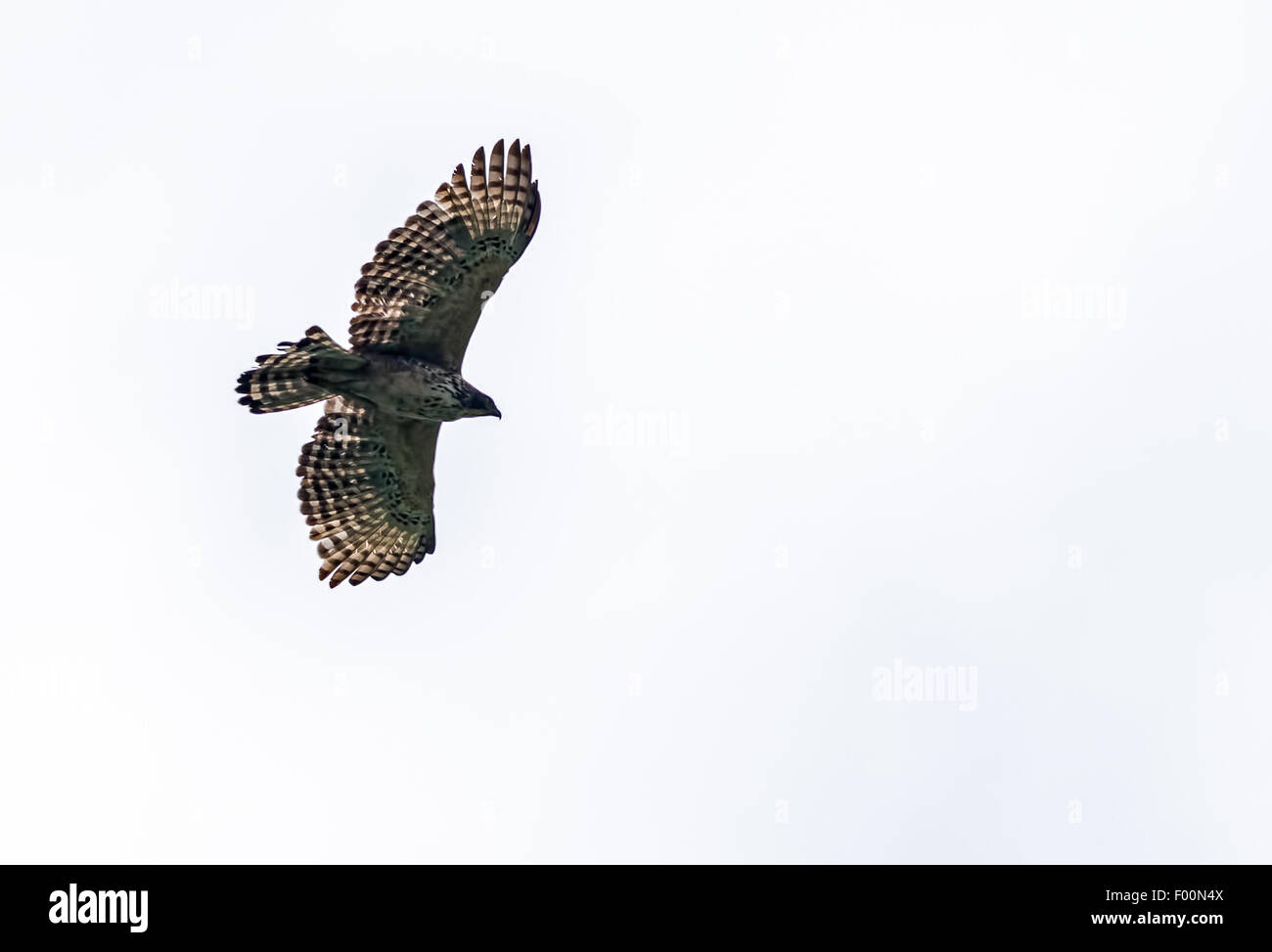 Mountain hawk Eagle, Nisaetus nipalensis Soaring in sky with copy space Stock Photo