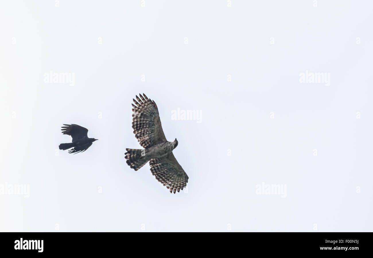Mountain hawk Eagle, Nisaetus nipalensis Soaring in sky chased by crow with copy space Stock Photo