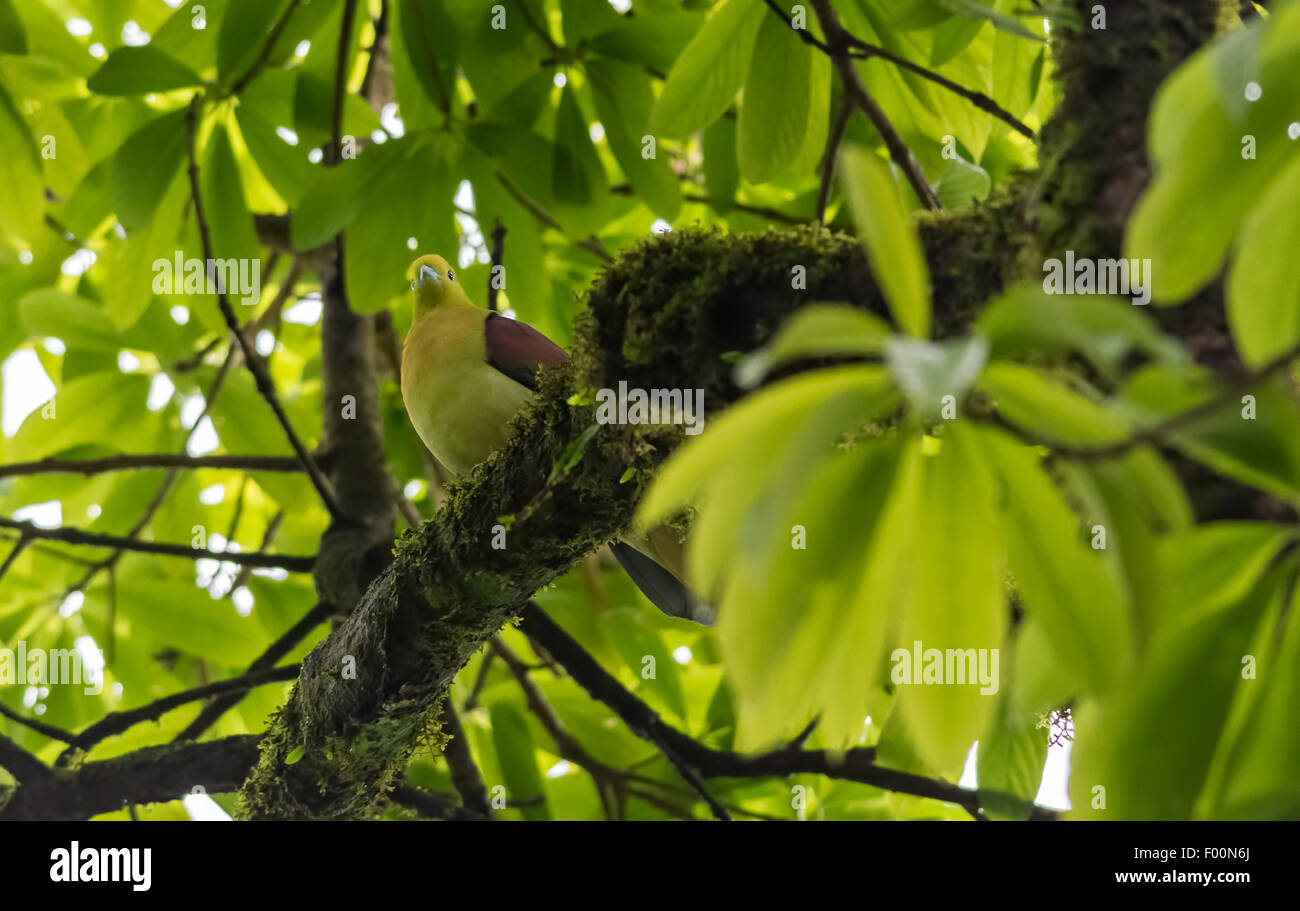 Wedged-tailed Green Pigeon perchedon a tree with copy space Stock Photo