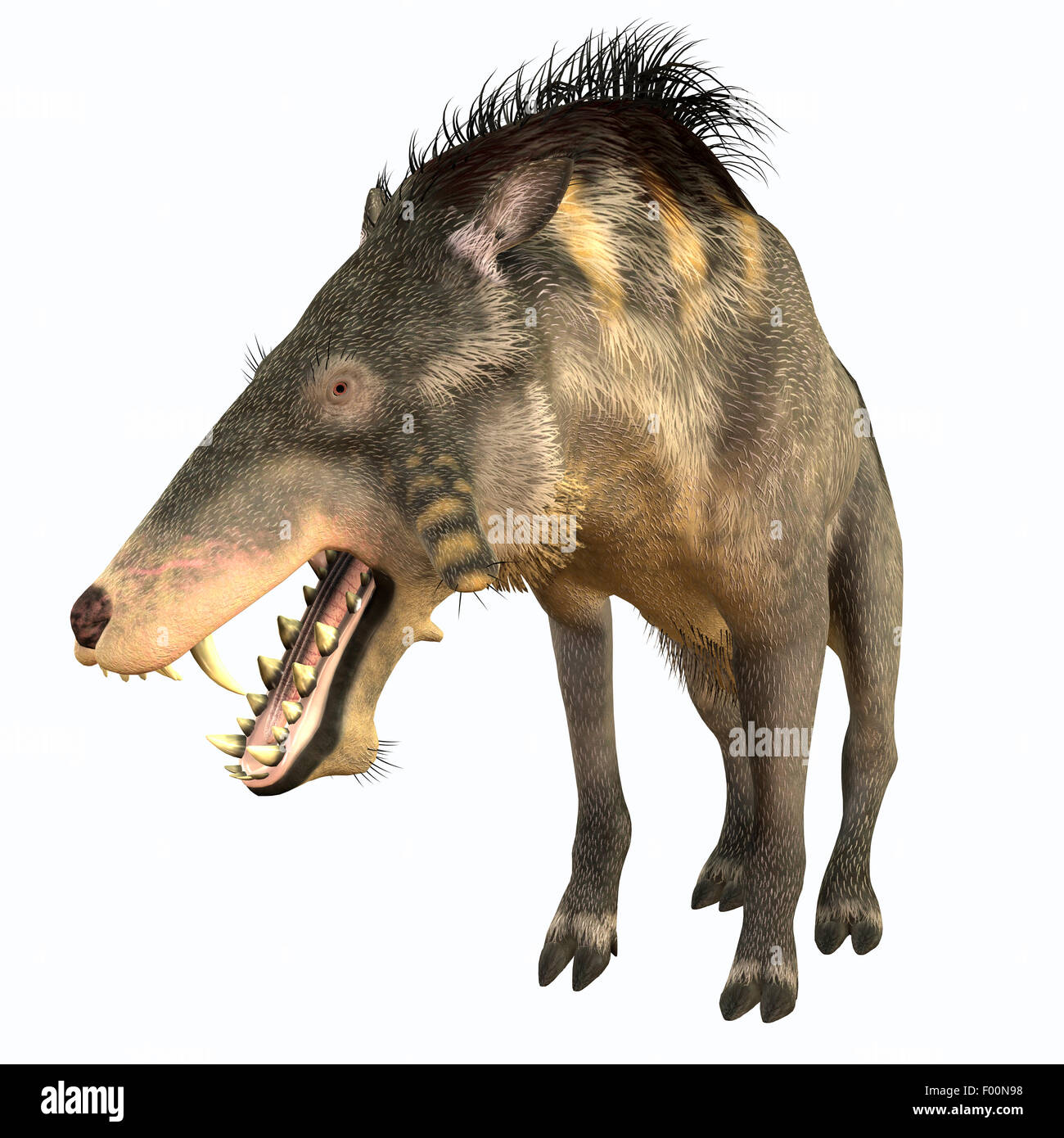 Entelodon was an omnivorous pig that lived in Europe and Asia in the Eocene through the Oligocene Periods. Stock Photo