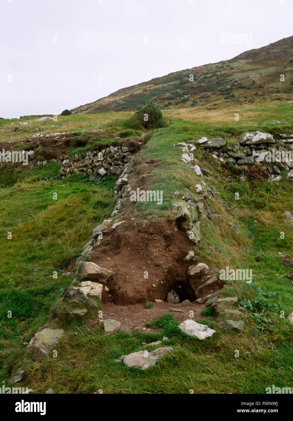Eroded stone-faced earthen field bank (clawdd) below Hendy farmhouse ...