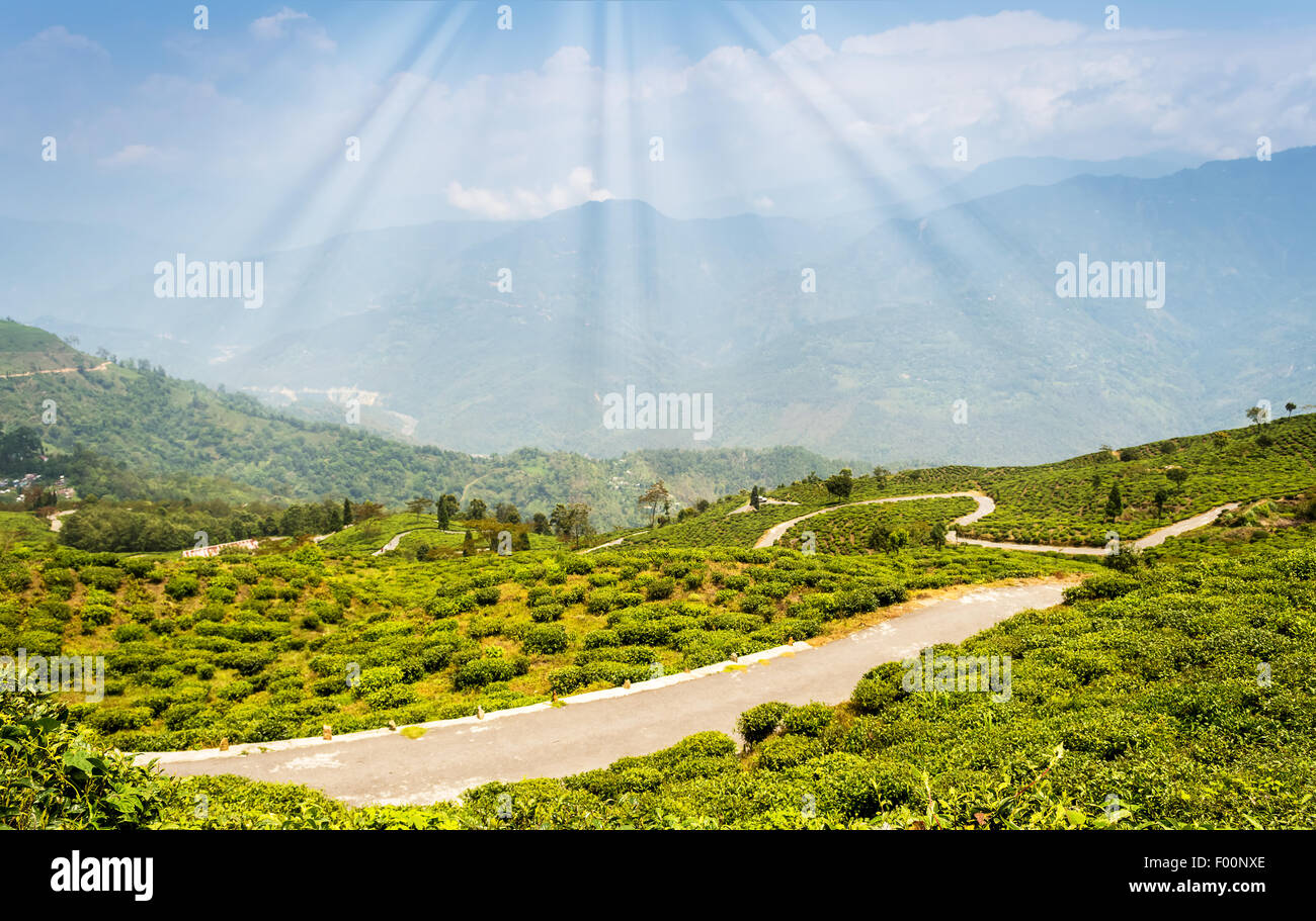 Tea garden of Darjeeling with fog rolling by with copy space Stock Photo
