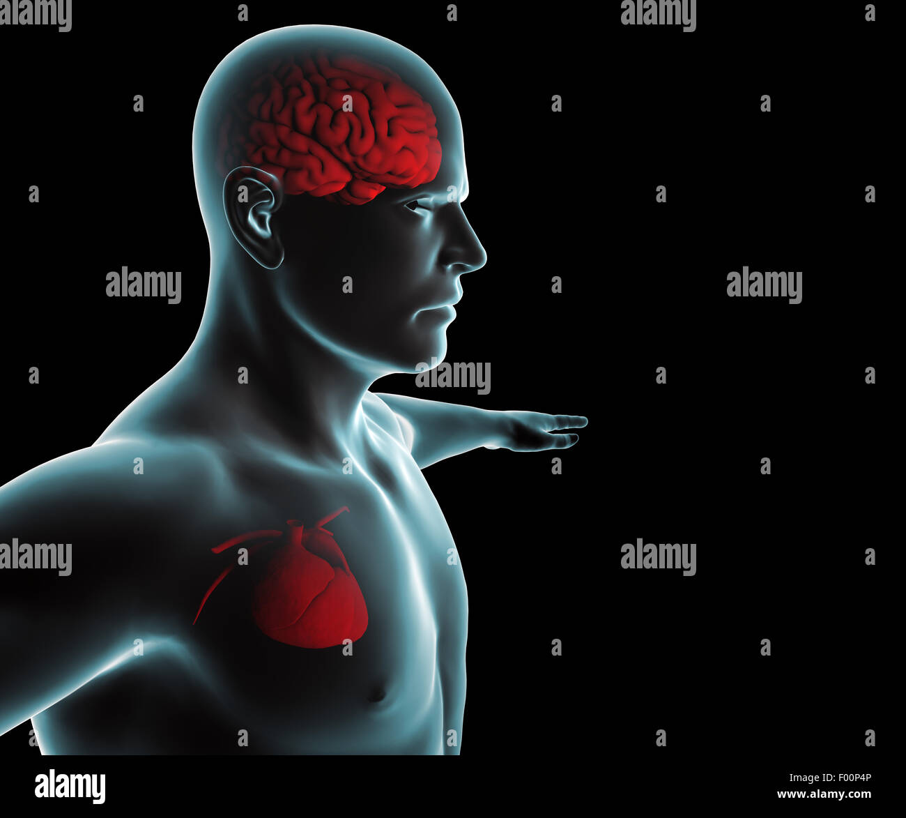 Human body with heart and brain ray Stock Photo