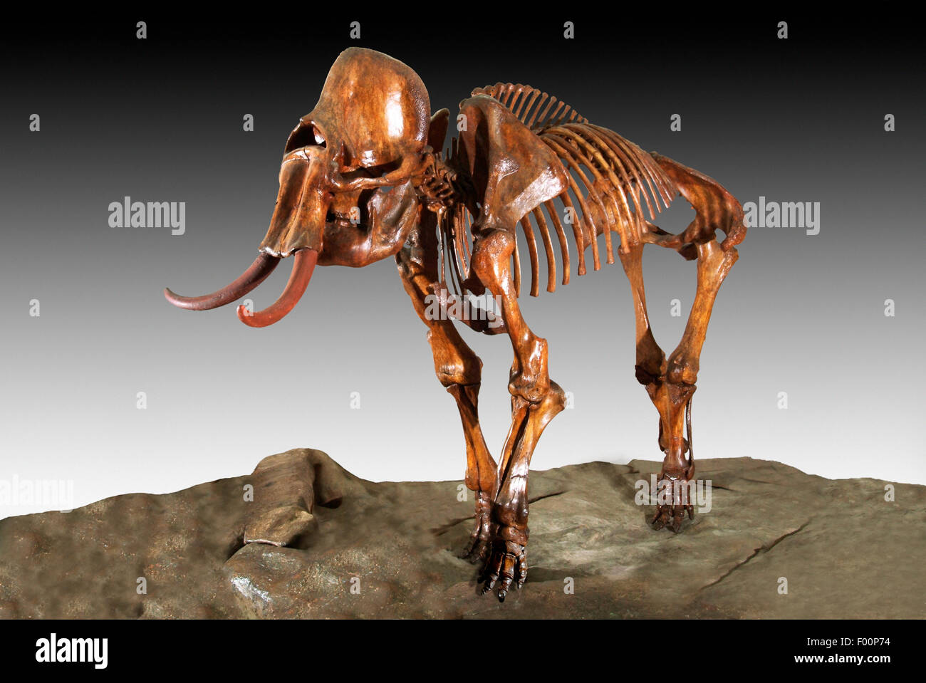 Ice age mammoth hires stock photography and images Alamy