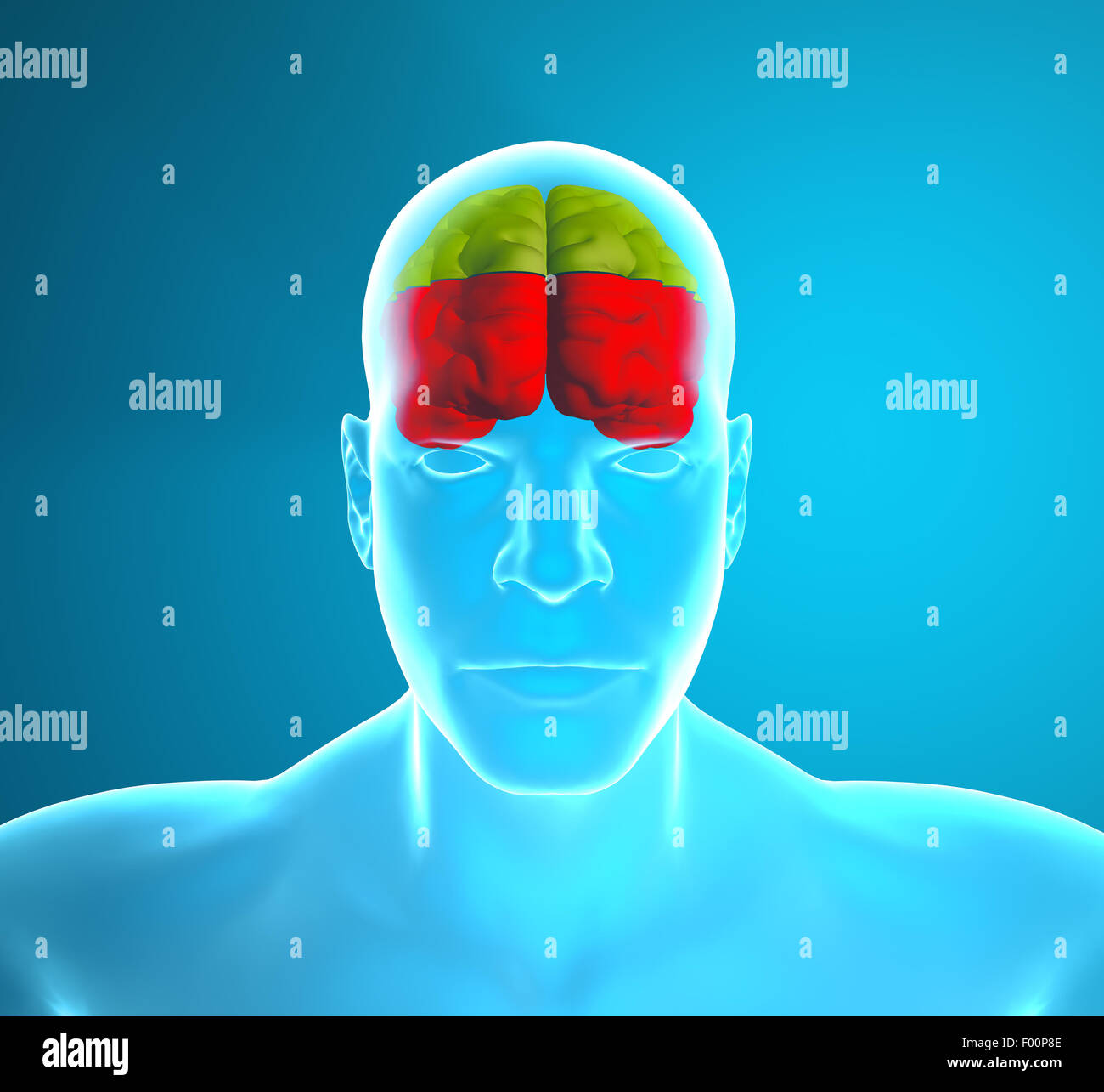 3d Brain how it works Stock Photo Alamy