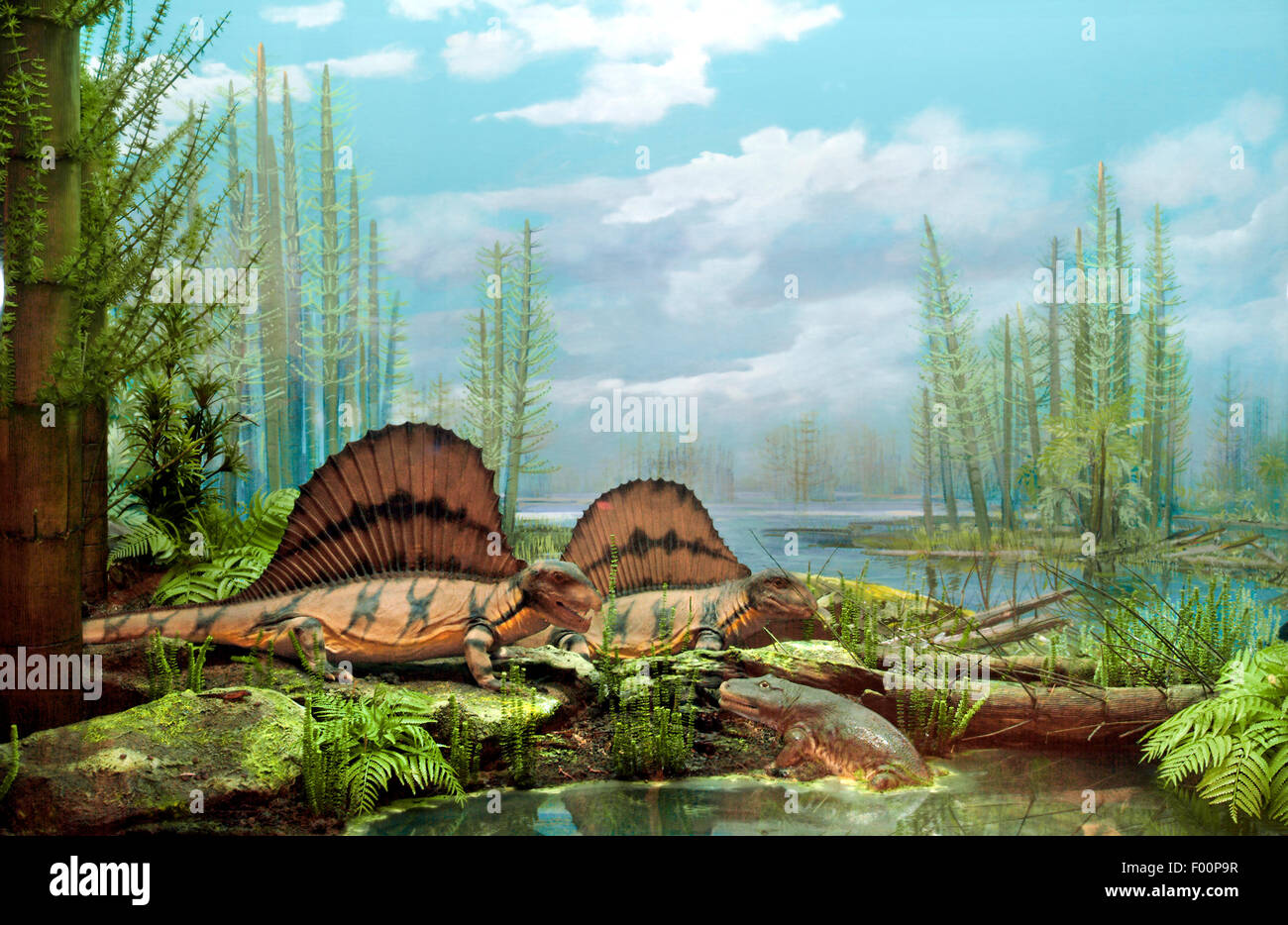 Permian Period, Life comes to the Land, Dimetrodon grandis Stock Photo