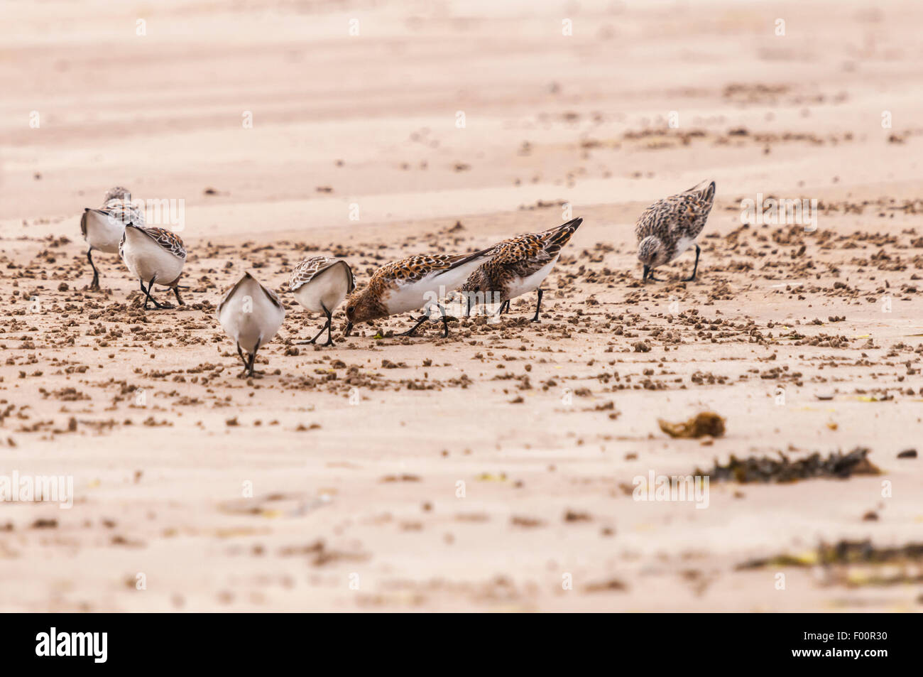 A flock of Sanderling, Calidris alba, feeding on the beach at Laggan bay, Isle of Islay, Scotland. Stock Photo