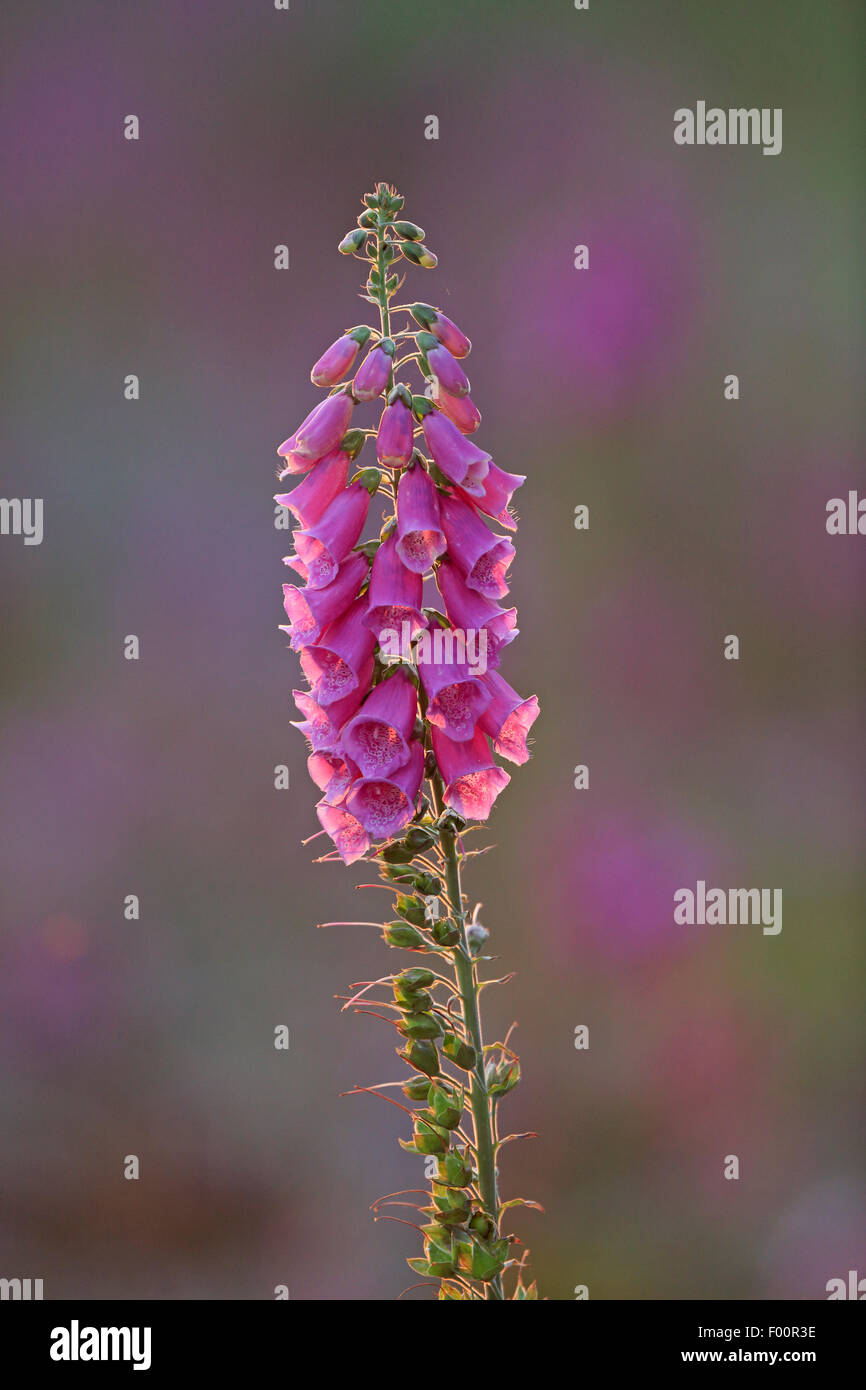 Backlit Foxgloves at Sunset in the Forest of Dean Stock Photo