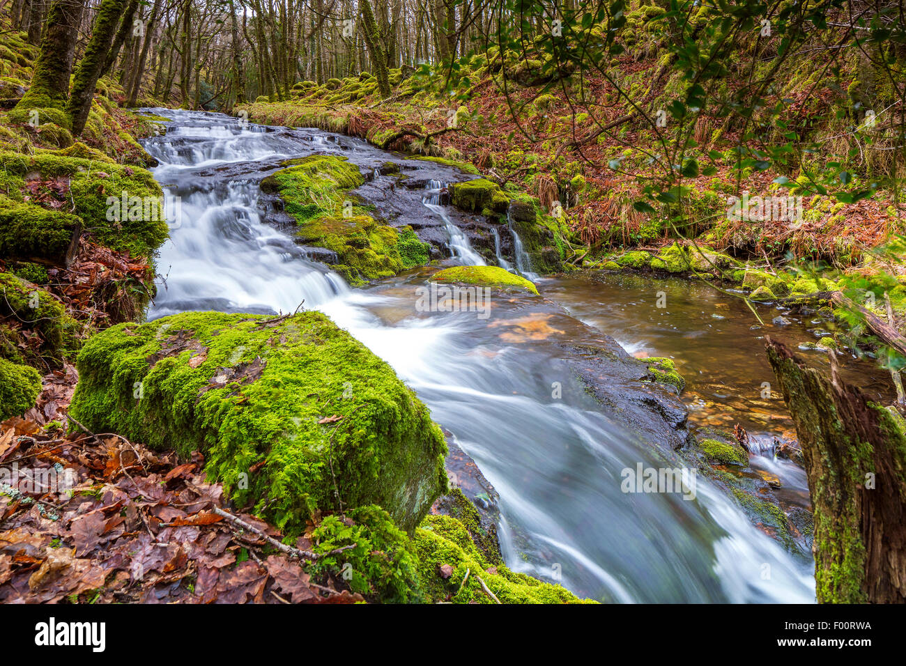 Venford Brook, Dart Valley Nature Reserve, Dartmoor National Park, Holne, Devon, England, United Kingdom, Europe. Stock Photo