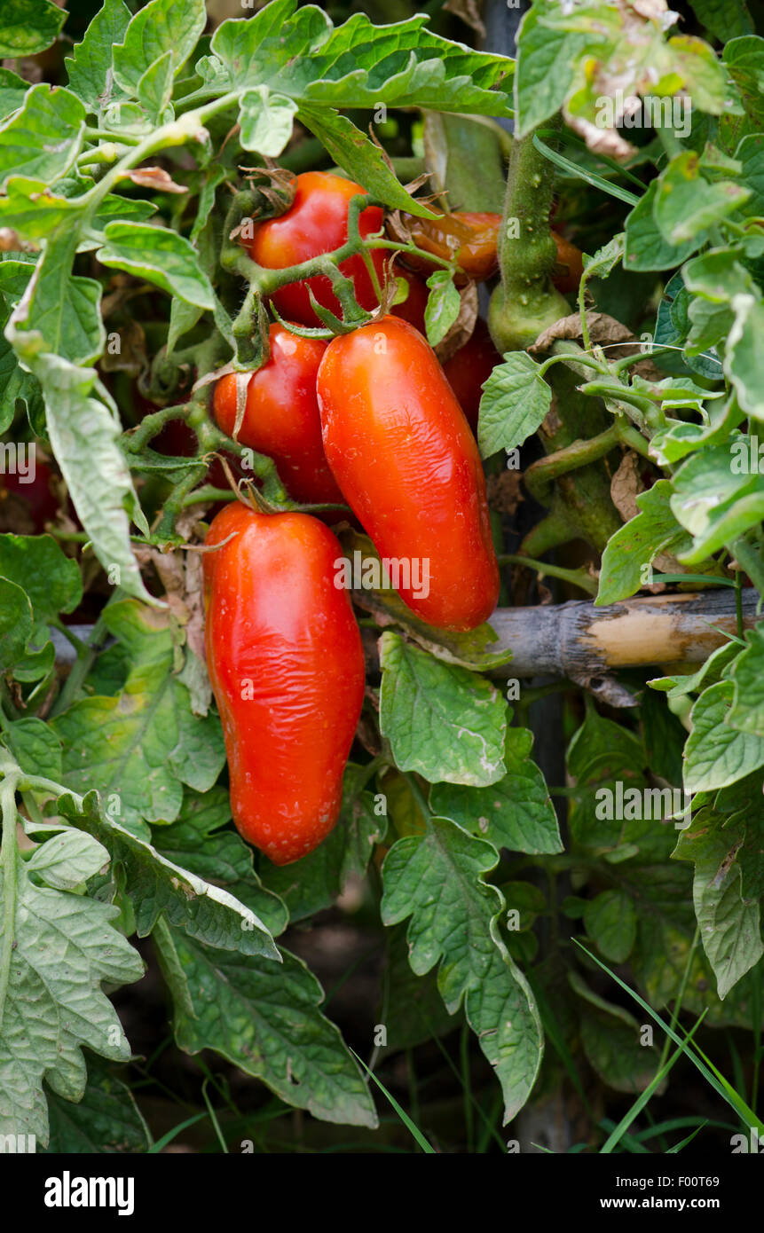 San marzano tomato hires stock photography and images Alamy