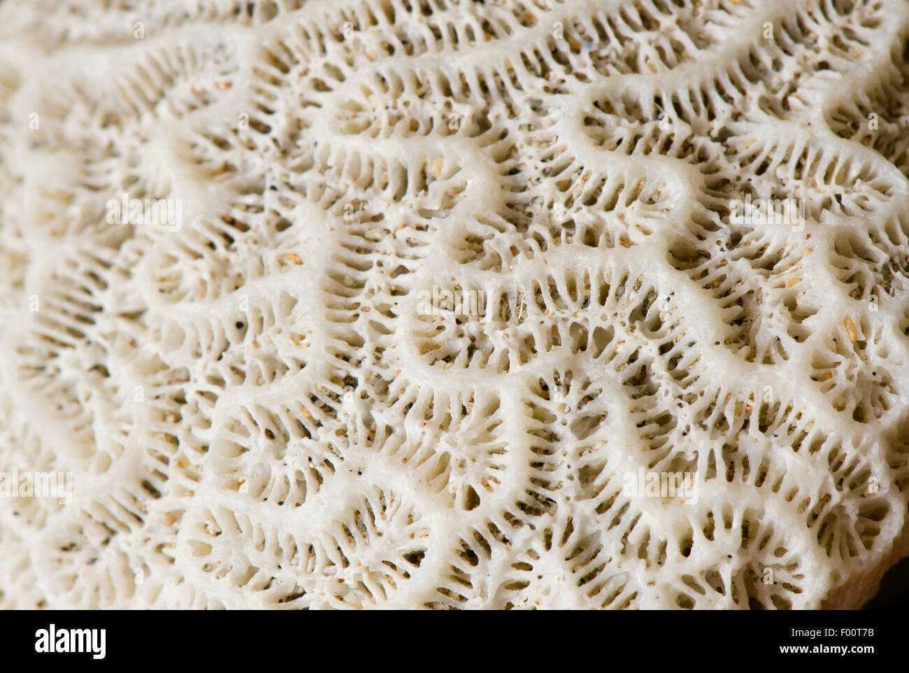 Brain coral close up hires stock photography and images Alamy